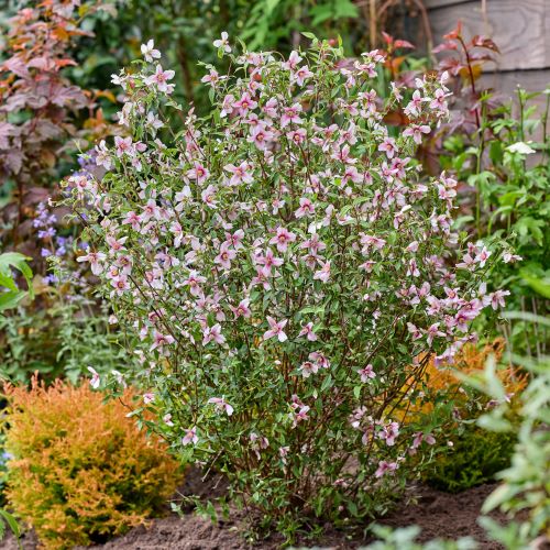Philadelphus Petite Perfume Pink- iasomie roz la ghiveci ❤️ FloraPris