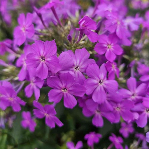 Phlox Js Queen Paola de vânzare în ghiveci, preț bun ❤️ FloraPris