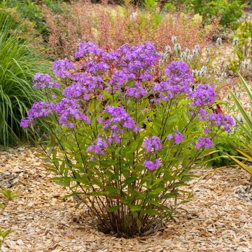 Phlox Js Queen Paola de vânzare în ghiveci ❤️ FloraPris