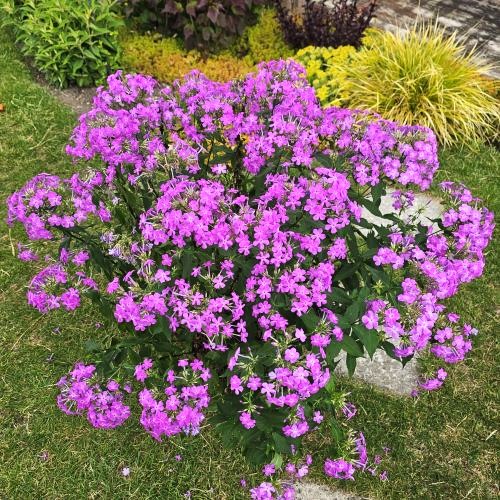 Phlox Js Queen Paola de vânzare la ghiveci, preț bun ❤️ FloraPris