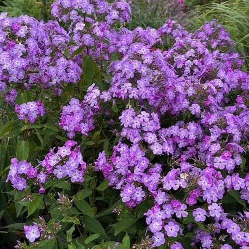 Phlox Js Queen Paola în ghiveci, preț bun ❤️ FloraPris Phlox Js Queen Paola în ghiveci, preț bun ❤️ FloraPris