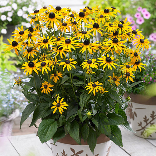 Rudbeckia Little Goldstar de vânzare în ghiveci, preț avantajos ❤️ FloraPris Rudbeckia Little Goldstar de vânzare în ghiveci, preț avantajos ❤️ FloraPris