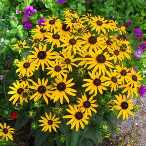Rudbeckia Little Goldstar de vânzare în ghiveci, preț bun ❤️ FloraPris