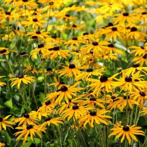Rudbeckia Little Goldstar de vânzare în ghiveci ❤️ FloraPris Rudbeckia Little Goldstar de vânzare în ghiveci ❤️ FloraPris