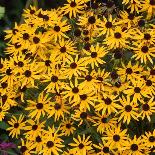 Rudbeckia Little Goldstar de vânzare la ghiveci, preț bun ❤️ FloraPris Rudbeckia Little Goldstar de vânzare la ghiveci, preț bun ❤️ FloraPris