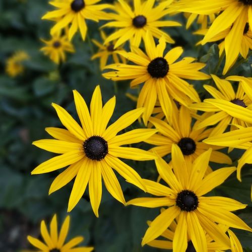 Rudbeckia Little Goldstar în ghiveci, preț bun ❤️ FloraPris Rudbeckia Little Goldstar în ghiveci, preț bun ❤️ FloraPris