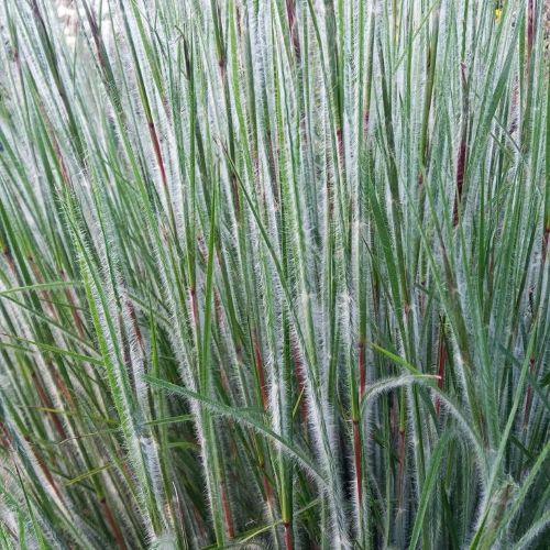 Schizachyrium Ha Ha Tonka la ghiveci