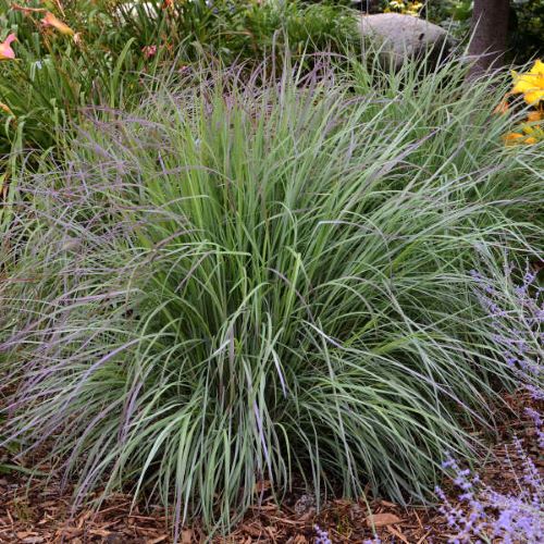 Schizachyrium Twilight Zone de vânzare în ghiveci ❤️ FloraPris Schizachyrium Twilight Zone de vânzare în ghiveci ❤️ FloraPris