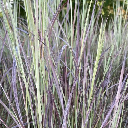 Schizachyrium Twilight Zone de vânzare la ghiveci, preț bun❤️ FloraPris Schizachyrium Twilight Zone de vânzare la ghiveci, preț bun❤️ FloraPris