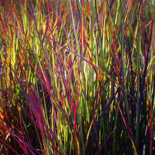 Schizachyrium Twilight Zone de vânzare la ghiveci, ❤️ FloraPris Schizachyrium Twilight Zone de vânzare la ghiveci, ❤️ FloraPris