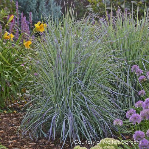 Schizachyrium Twilight Zone la ghiveci, preț bun❤️ FloraPris