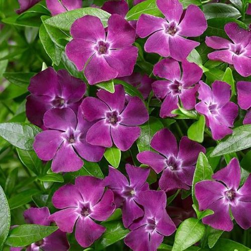 Vinca minor de vanzare de vanzare in ghiveci, preț bun. Veșnic verde ❤️ FloraPris