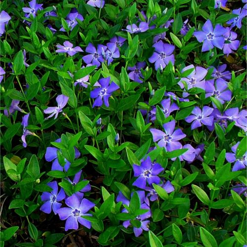 Vinca minor de vanzare in ghiveci, preț bun. Veșnic verde ❤️ FloraPris