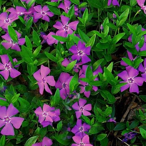Vinca minor de vanzare in ghiveci. Veșnic verde ❤️ FloraPris Vinca minor de vanzare in ghiveci. Veșnic verde ❤️ FloraPris