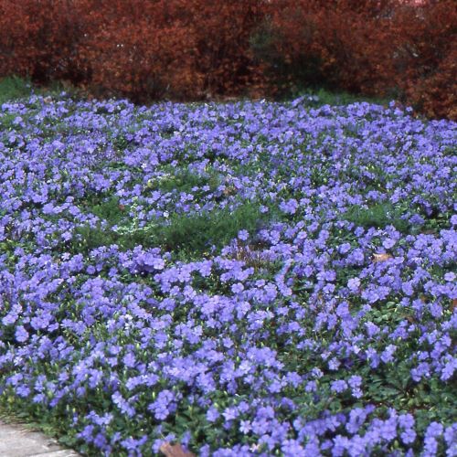Vinca minor de vanzare la ghiveci, preț bun. Veșnic verde ❤️ FloraPris Vinca minor de vanzare la ghiveci, preț bun. Veșnic verde ❤️ FloraPris
