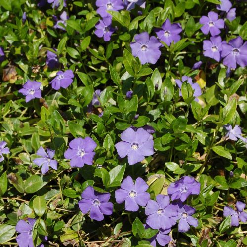 Vinca minor de vanzare la ghiveci. Veșnic verde ❤️ FloraPris Vinca minor de vanzare la ghiveci. Veșnic verde ❤️ FloraPris